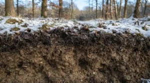 An illustration showing how eco-friendly ice melt protects soil health and nearby vegetation runoff