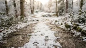 How eco-friendly ice melt vs traditional rock salt affects winter safety for family pets in Montreal.